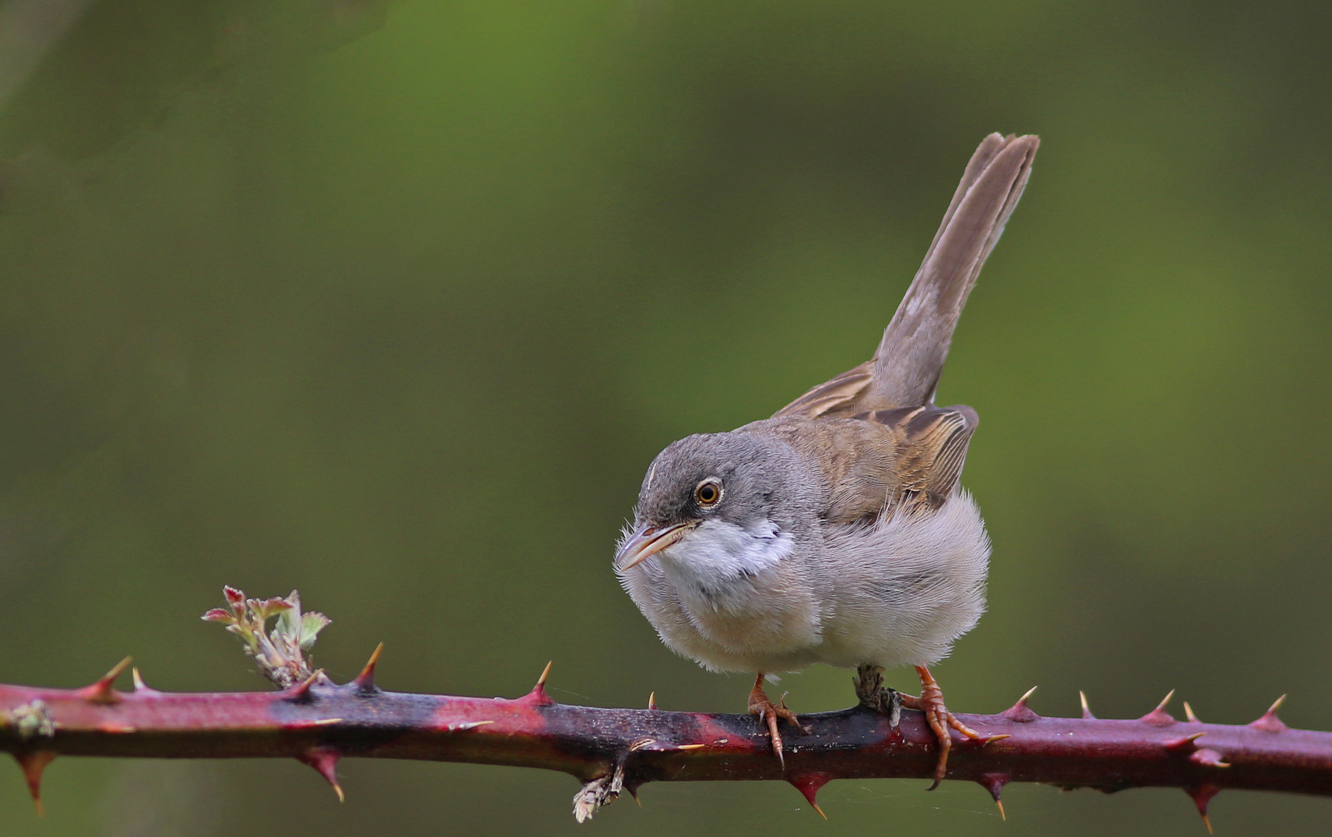 Greater Whitethroat — Ana fotoğraf